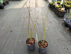 Acer palmatum "Going green", arce japonés