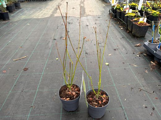 Acer palmatum "Going green", arce japonés