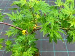 Acer palmatum "Golden Falls" - arce japonés