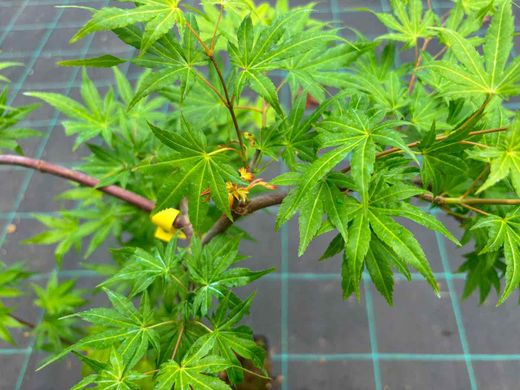 Acer palmatum "Golden Falls" - arce japonés