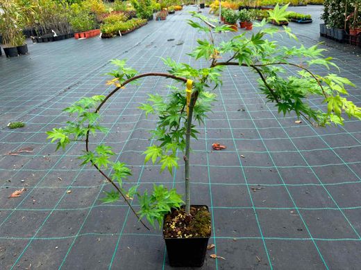 Acer palmatum "Golden Falls" - arce japonés