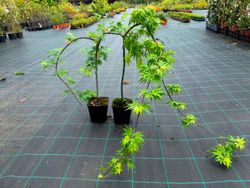 Acer palmatum "Golden Falls" - arce japonés