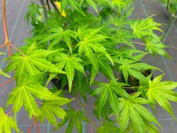 Acer palmatum "Golden Falls" - arce japonés