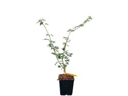 Acer palmatum "Higasa Yama broom"