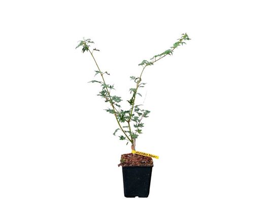 Acer palmatum "Higasa Yama broom"