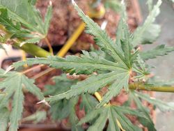 Acer palmatum "Higasa Yama broom"
