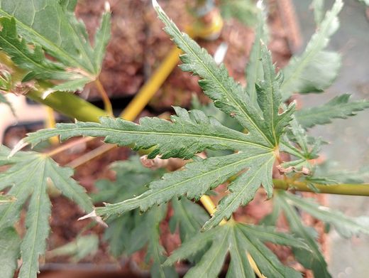 Acer palmatum "Higasa Yama broom"