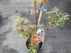 Acer palmatum Jerre Schwartz