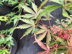 Acer palmatum Jerre Schwartz