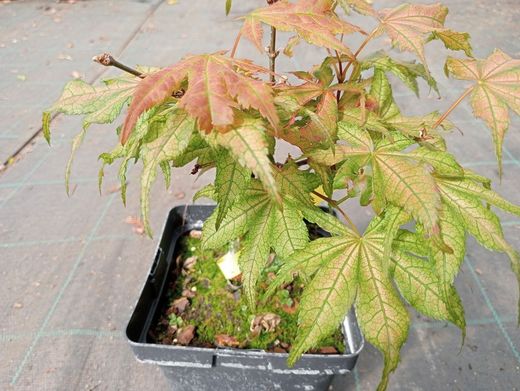 Acer palmatum Kasagi yama