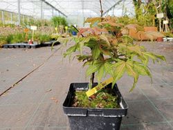 Acer palmatum Kasagi yama