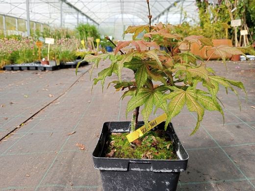 Acer palmatum Kasagi yama