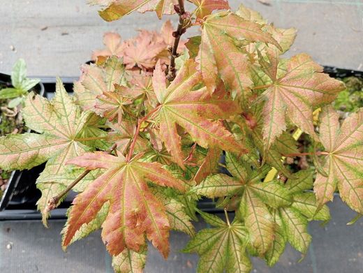 Acer palmatum Kasagi yama