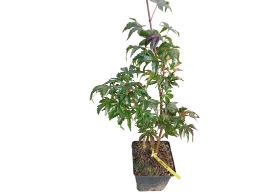 Acer palmatum "Ki hachijo"