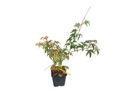 Acer palmatum "Ki hachijo"