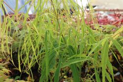 Acer palmatum "Koto no ito", bordo japonês Koto no ito