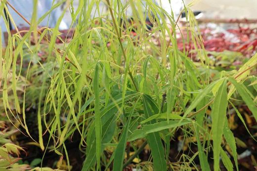Acer palmatum "Koto no ito", bordo japonês Koto no ito