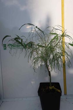 Acer palmatum "Koto no ito", bordo japonês Koto no ito