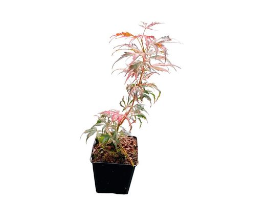 Acer palmatum "Lilee anne's jewel" - "Extravaganza"
