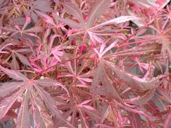Acer palmatum "Lilee anne's jewel" - "Extravaganza"