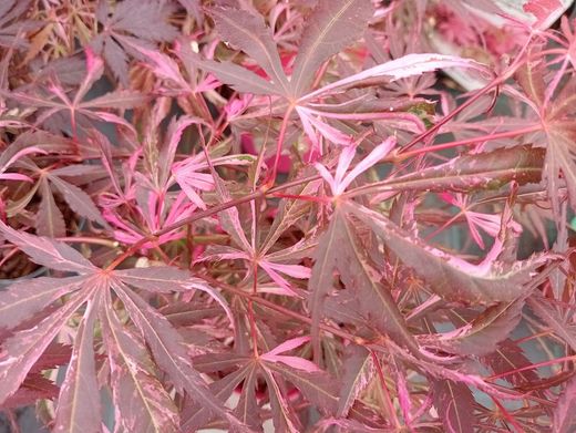 Acer palmatum "Lilee anne's jewel" - "Extravaganza"