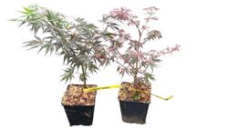 Acer palmatum "Lilee anne's jewel" - "Extravaganza"