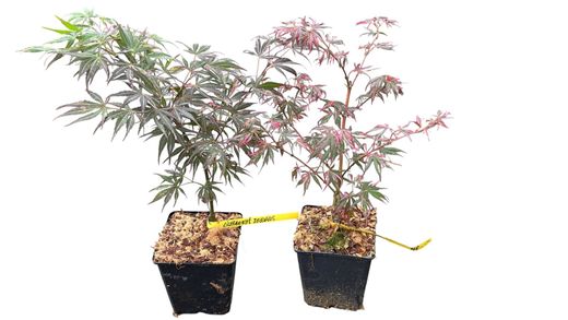 Acer palmatum "Lilee anne's jewel" - "Extravaganza"