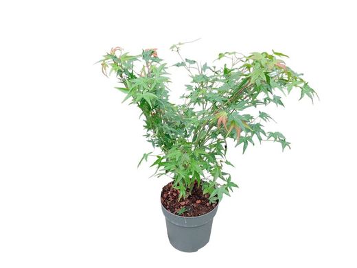 Acer palmatum "Little princess"
