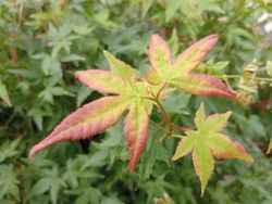 Acer palmatum "Little princess"