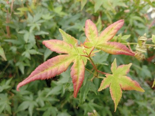 Acer palmatum "Little princess"