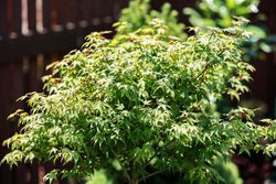 Acer palmatum "Little princess"