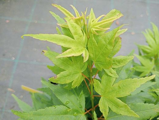 Acer palmatum "Mikawa Yatsubusa"