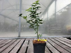 Acer palmatum "Orange & lemons"