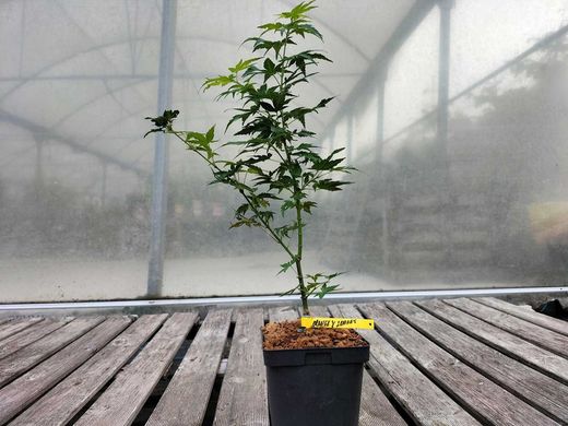 Acer palmatum "Orange & lemons"