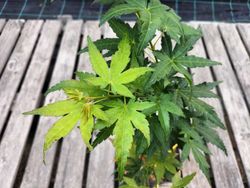 Acer palmatum "Orange & lemons"