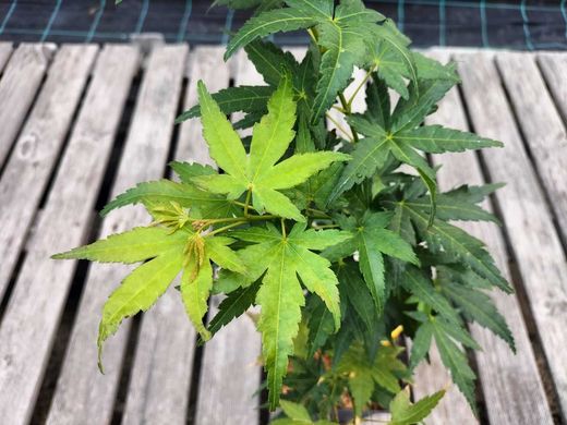 Acer palmatum "Orange & lemons"