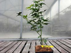 Acer palmatum "Orange & lemons"