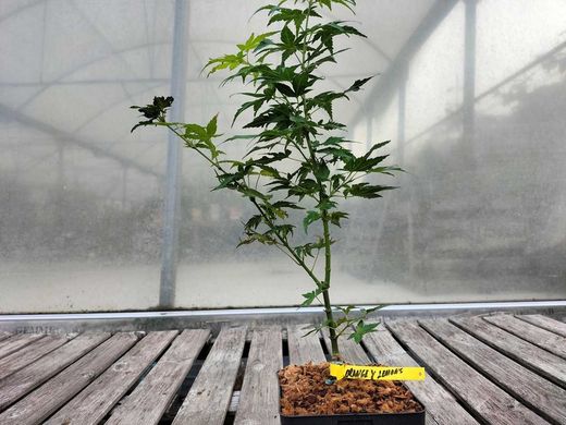 Acer palmatum "Orange & lemons"