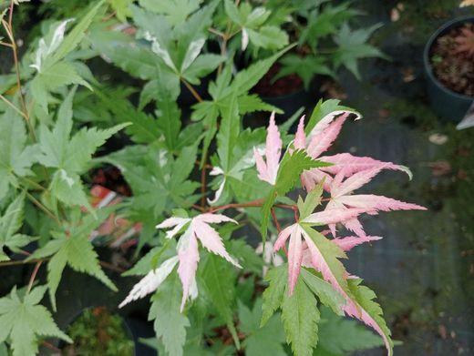 Acer palmatum "Oridono nishiki"