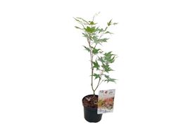 Acer palmatum "Oridono nishiki"
