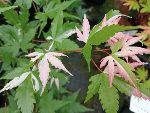 Acer palmatum "Oridono nishiki"