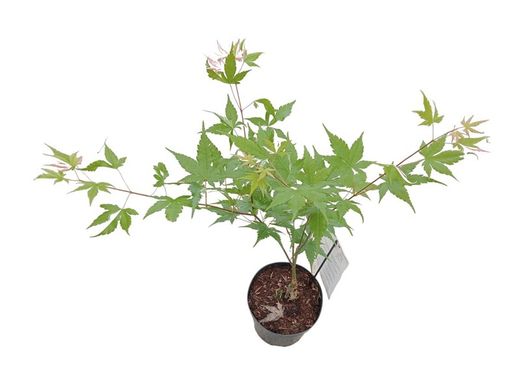 Acer palmatum "Oridono nishiki"