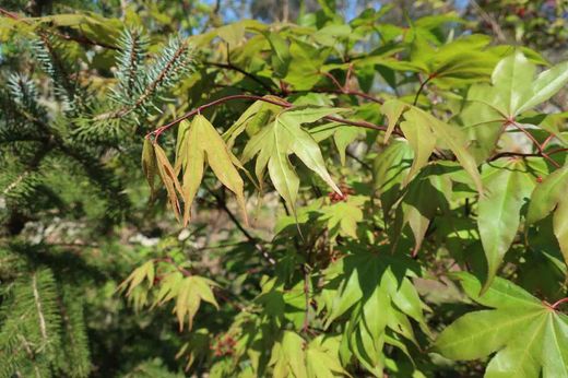 Acer palmatum "Osakazuki", Arce Osakazuki