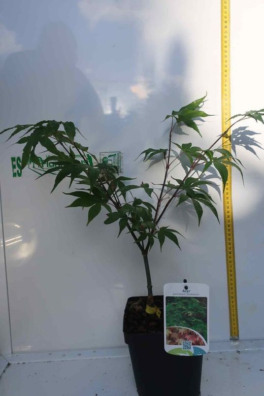 Acer palmatum "Osakazuki", Arce Osakazuki