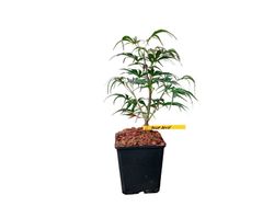 Acer palmatum "Peve dave"