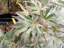 Acer palmatum "Peve dave"