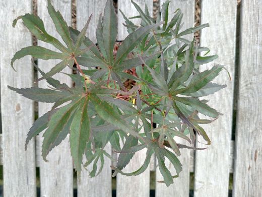 Acer palmatum "Peve dave"