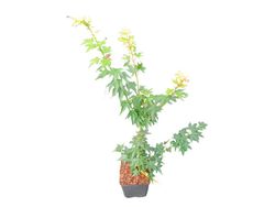 Acer palmatum "Peve multicolor"