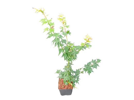 Acer palmatum "Peve multicolor"