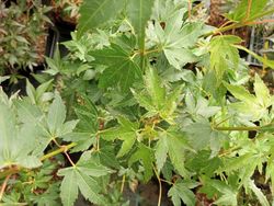 Acer palmatum "Peve multicolor"